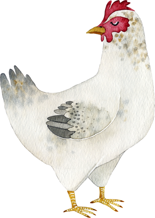 Art - Endorsement Chicken