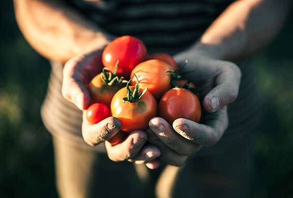 picking a fresh tomato